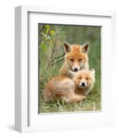 Pair of Cuddling Red Fox Cubs-null-Framed Art Print