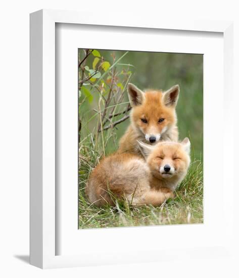 Pair of Cuddling Red Fox Cubs-null-Framed Art Print