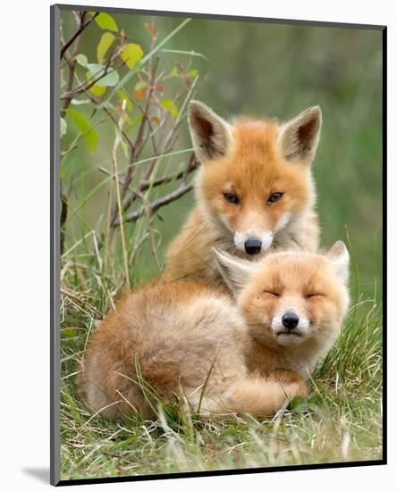 Pair of Cuddling Red Fox Cubs-null-Mounted Art Print