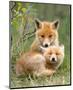 Pair of Cuddling Red Fox Cubs-null-Mounted Art Print