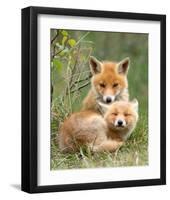 Pair of Cuddling Red Fox Cubs-null-Framed Art Print
