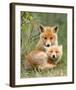 Pair of Cuddling Red Fox Cubs-null-Framed Art Print