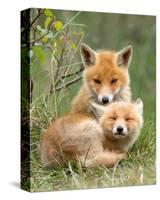 Pair of Cuddling Red Fox Cubs-null-Stretched Canvas