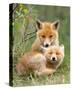 Pair of Cuddling Red Fox Cubs-null-Stretched Canvas