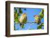 Pair of Darwin's green warbler finch on a branch, Galapagos-Tui De Roy-Framed Photographic Print