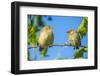 Pair of Darwin's green warbler finch on a branch, Galapagos-Tui De Roy-Framed Photographic Print