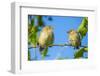 Pair of Darwin's green warbler finch on a branch, Galapagos-Tui De Roy-Framed Photographic Print