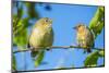 Pair of Darwin's green warbler finch on a branch, Galapagos-Tui De Roy-Mounted Photographic Print