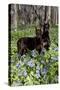 Pair of Doberman Pinschers (Female L-Lynn M^ Stone-Stretched Canvas