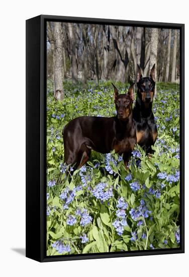 Pair of Doberman Pinschers (Female L-Lynn M^ Stone-Framed Stretched Canvas