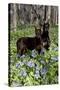 Pair of Doberman Pinschers (Female L-Lynn M^ Stone-Stretched Canvas