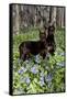 Pair of Doberman Pinschers (Female L-Lynn M^ Stone-Framed Stretched Canvas