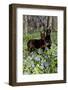 Pair of Doberman Pinschers (Female L-Lynn M^ Stone-Framed Photographic Print