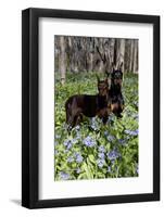 Pair of Doberman Pinschers (Female L-Lynn M^ Stone-Framed Photographic Print