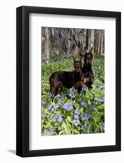 Pair of Doberman Pinschers (Female L-Lynn M^ Stone-Framed Photographic Print