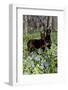 Pair of Doberman Pinschers (Female L-Lynn M^ Stone-Framed Photographic Print