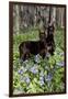 Pair of Doberman Pinschers (Female L-Lynn M^ Stone-Framed Photographic Print