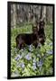 Pair of Doberman Pinschers (Female L-Lynn M^ Stone-Framed Photographic Print