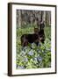 Pair of Doberman Pinschers (Female L-Lynn M^ Stone-Framed Photographic Print