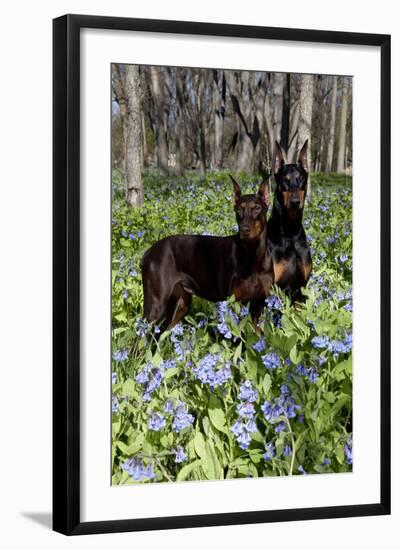 Pair of Doberman Pinschers (Female L-Lynn M^ Stone-Framed Photographic Print