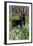 Pair of Doberman Pinschers (Female L-Lynn M^ Stone-Framed Photographic Print