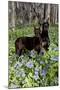 Pair of Doberman Pinschers (Female L-Lynn M^ Stone-Mounted Photographic Print