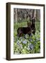 Pair of Doberman Pinschers (Female L-Lynn M^ Stone-Framed Photographic Print