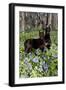 Pair of Doberman Pinschers (Female L-Lynn M^ Stone-Framed Photographic Print