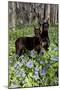 Pair of Doberman Pinschers (Female L-Lynn M^ Stone-Mounted Photographic Print