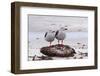 Pair of Dolphin Gulls (Leucophaeus Scoresbii) on a Seaweed Covered Rock-Eleanor Scriven-Framed Photographic Print