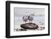 Pair of Dolphin Gulls (Leucophaeus Scoresbii) on a Seaweed Covered Rock-Eleanor Scriven-Framed Photographic Print