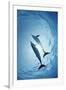 Pair of Dolphins-Amos Nachoum-Framed Photographic Print