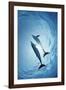 Pair of Dolphins-Amos Nachoum-Framed Photographic Print