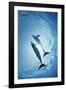 Pair of Dolphins-Amos Nachoum-Framed Photographic Print