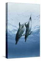 Pair of Dolphins-Amos Nachoum-Stretched Canvas