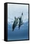 Pair of Dolphins-Amos Nachoum-Framed Stretched Canvas