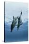 Pair of Dolphins-Amos Nachoum-Stretched Canvas