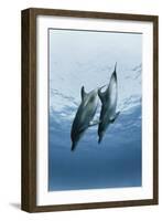 Pair of Dolphins-Amos Nachoum-Framed Photographic Print