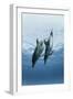 Pair of Dolphins-Amos Nachoum-Framed Photographic Print