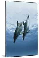 Pair of Dolphins-Amos Nachoum-Mounted Photographic Print