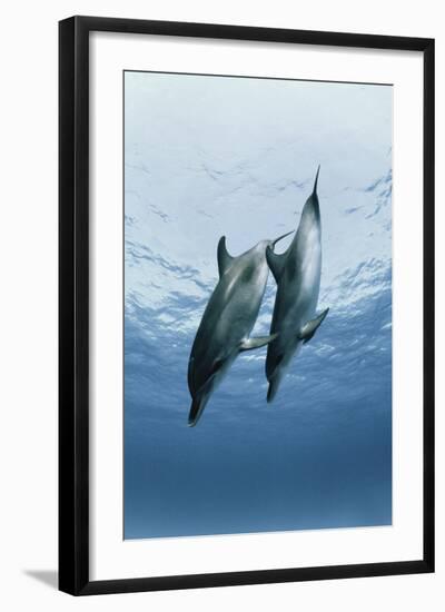 Pair of Dolphins-Amos Nachoum-Framed Photographic Print