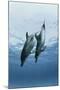 Pair of Dolphins-Amos Nachoum-Mounted Photographic Print