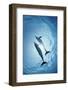 Pair of Dolphins-Amos Nachoum-Framed Photographic Print