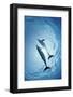 Pair of Dolphins-Amos Nachoum-Framed Photographic Print