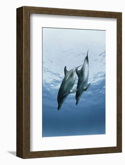 Pair of Dolphins-Amos Nachoum-Framed Photographic Print