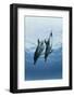 Pair of Dolphins-Amos Nachoum-Framed Photographic Print