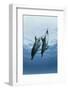 Pair of Dolphins-Amos Nachoum-Framed Photographic Print