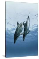 Pair of Dolphins-Amos Nachoum-Stretched Canvas