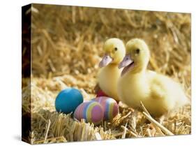 Pair of ducklings with Easter eggs-Ada Summer-Stretched Canvas