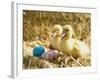 Pair of ducklings with Easter eggs-Ada Summer-Framed Photographic Print